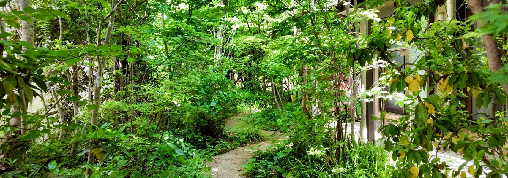 「在来種、寄せ植え」について