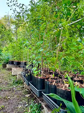 植木生産の取り組み