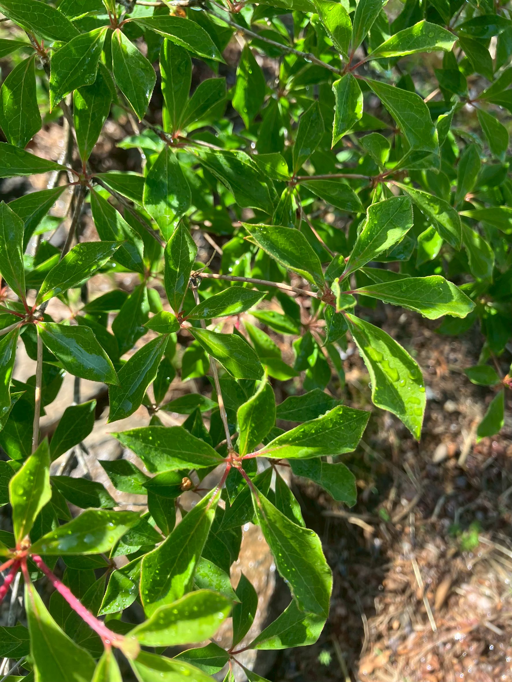 はじめます！社員ブログ！