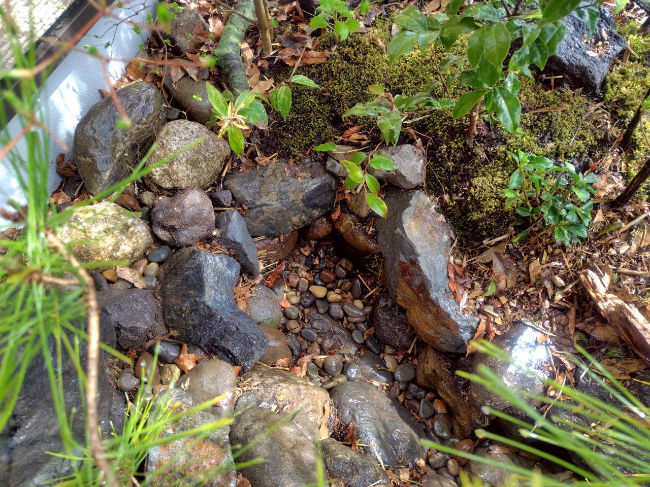 【雨庭づくり：熊谷市和食店 四季彩ゆう和】雨どいの水を流れに見立てた雨庭〈あめにわ〉の事例